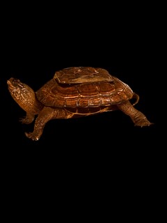 An English 19th Century Turtle Inkstand. Taxidermia